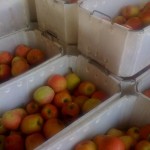 White field bins full of just picked apples that are green with a red blush.