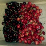 CSA Box with a mix of Brooks and Rainier cherries.