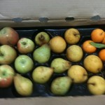 Apples, Pears, Citrus/Fall Winter CSA share 