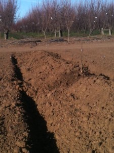 Tiny Trees newly planted 