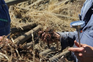 A man holding a meter long thermometer and a handful of compost