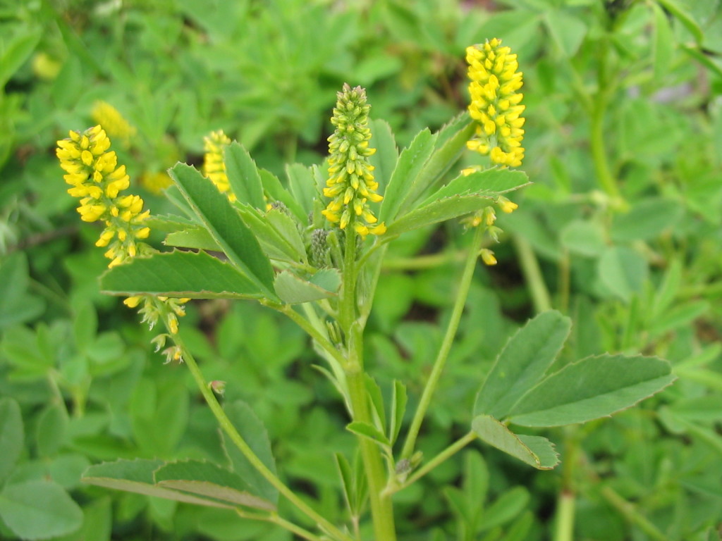 Sour Clover in bloom.