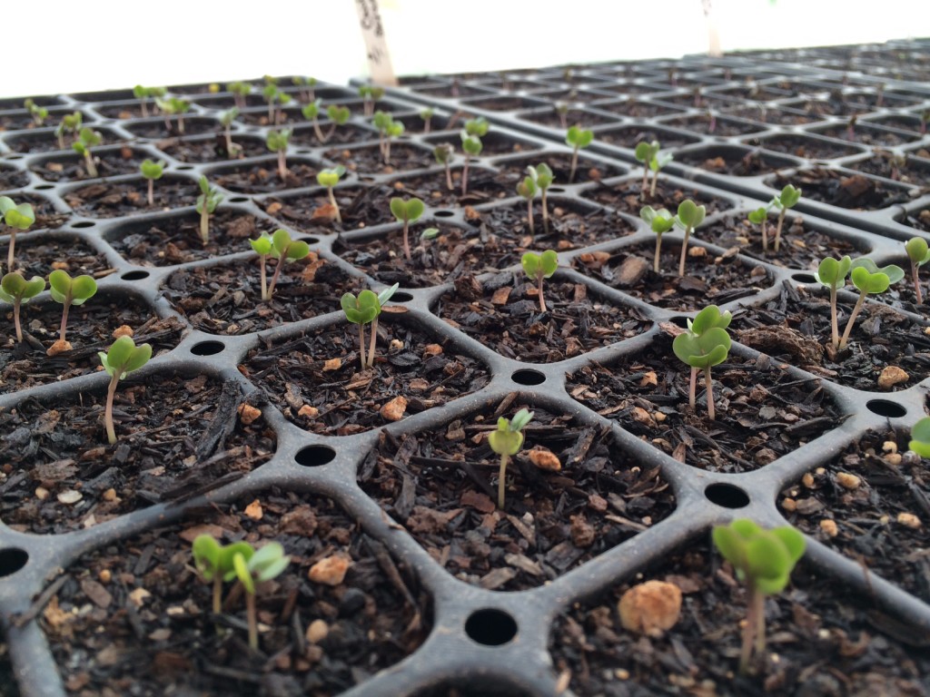 seedlings