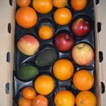 A citrus-heavy CSA box filled with oranges, tangerines, apples, and two avocados.