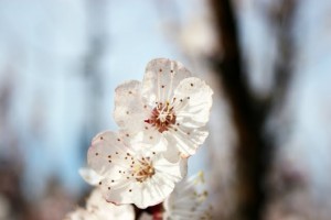 A closeup photo of two blossoms in full bloom.