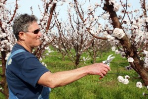 Farmer Al prunes trees that are in blossom