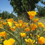 California poppies growing along the lane in our orchard.