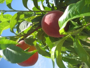 A photo of few medium sized Super Z peaches on the tree.