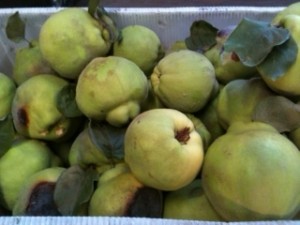 Quince from Frog Hollow