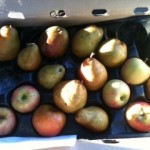 Box of fruit including pears, apples, and avocado 