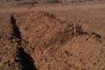 Tiny Trees newly planted
