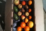 Week of Fe. 13th, 2012 CSA Share