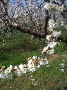 Early Spring in the Orchard 
