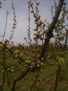 Tiny Apricots forming in the orchard at Frog Hollow