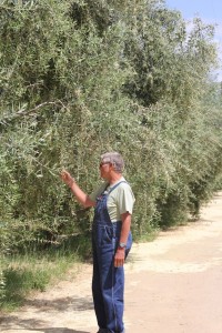 Farmer Al wearing overalls inspecting an olive tree branch