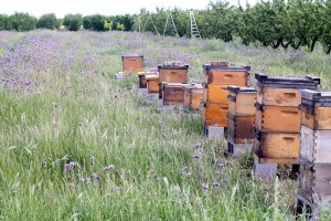 A row of beehives surrounded by grass with orchard trees in the background