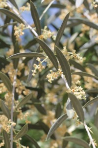 close up of an olive branche laden with tiny yellow white flowers