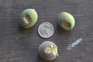 young fruit next to a quarter for scale with dime sized chunks missing