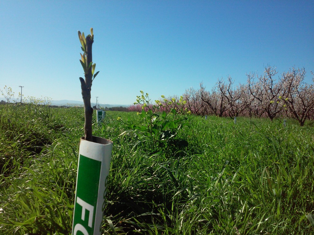 parcel planted on organically farmed acreage.