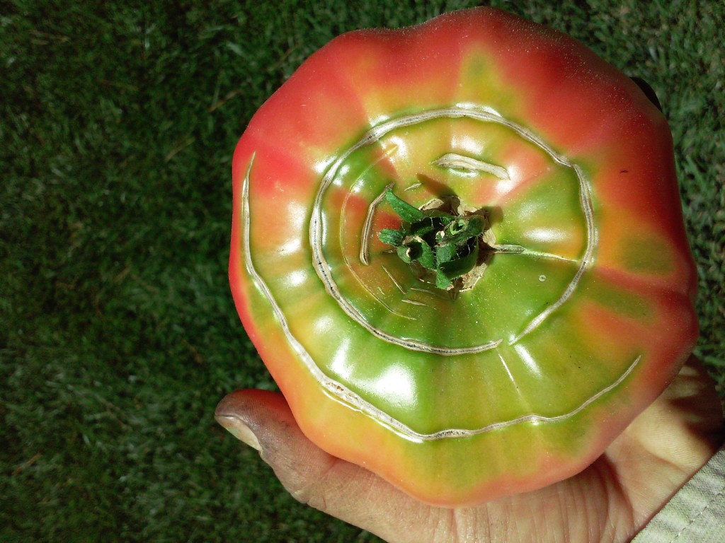 tomato with sun cracks
