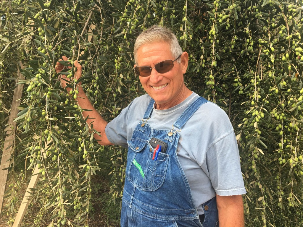 Farmer Al in the Olive Orchard