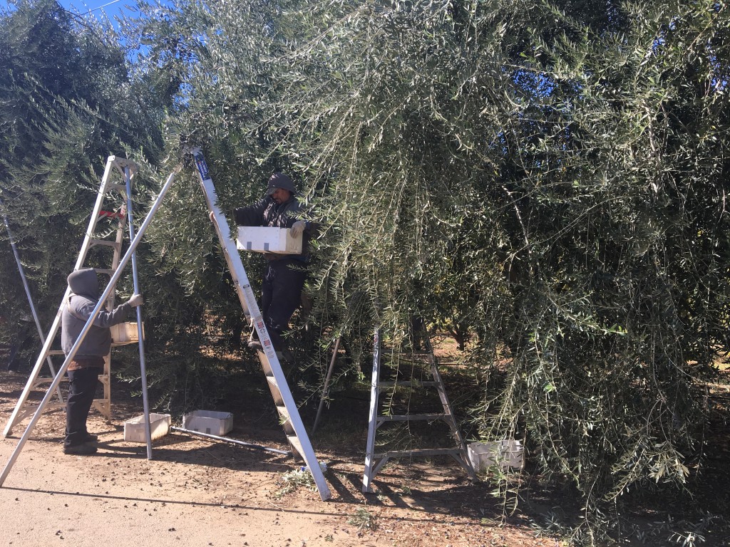 harvesting our olives