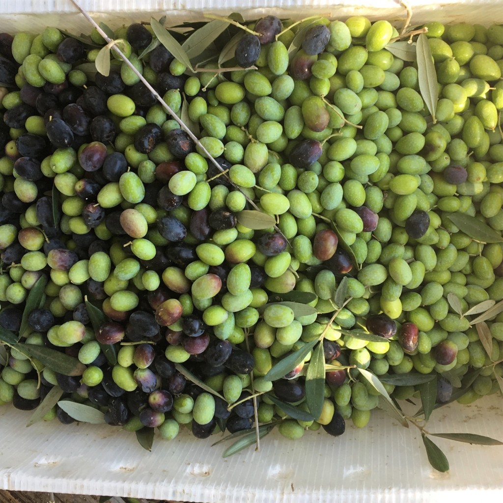 freshly harvested olives