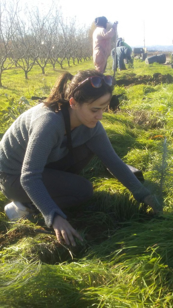 Kristin Planting our Hedgerow