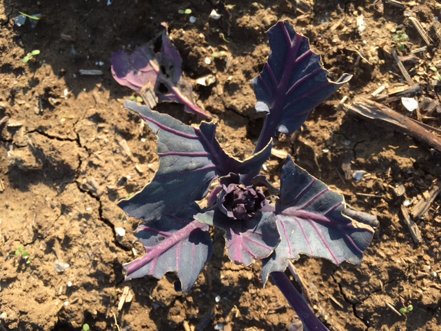 Munched on red cabbage