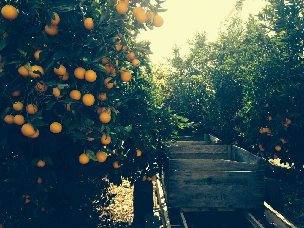 Our beautiful citrus orchard