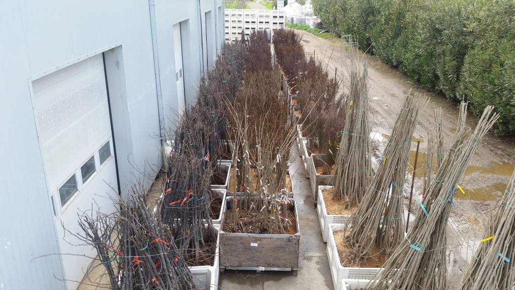 Asian pear tree plantings