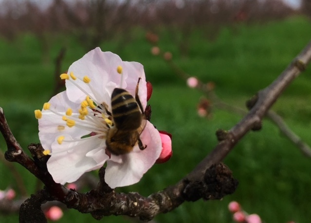 bee on a flower