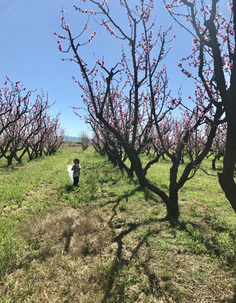 child strolling through the orchard with a net