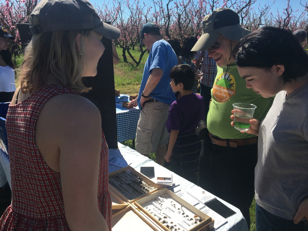 The UC Berkeley Bee Lab showing us all the different native pollinators