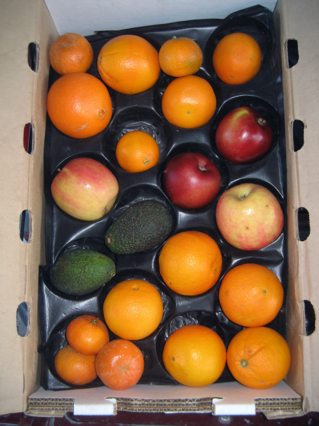 A citrus-heavy CSA box filled with oranges, tangerines, apples, and two avocados.