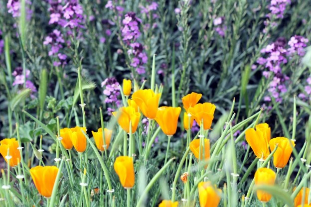 Native flowers on the farm promote a healthy habitat.