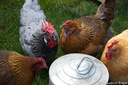 Gudrun's chickens