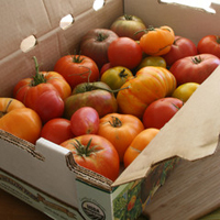 HeirloomTomatoes_medium