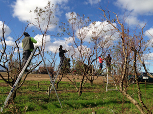 pruningpeachesgroup