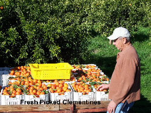 olsen_organic_farms_webpage002002