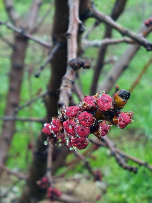 bud swellweb