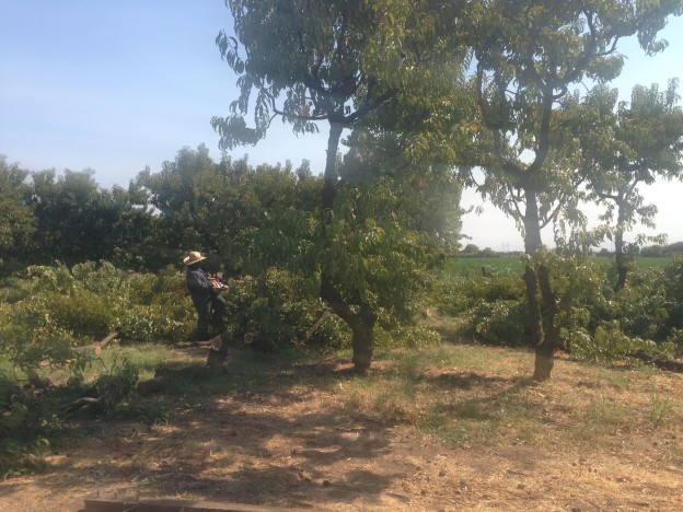 Cutting down the old trees