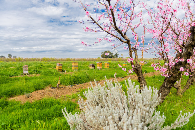 trees blooming in orchard