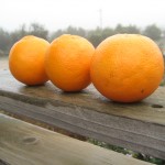 Three blood oranges in a row on a wooden railing with the farm in the background.