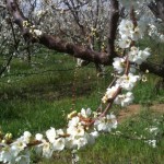 Early Spring in the Orchard