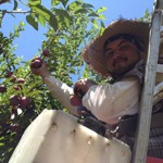 pluot harvest