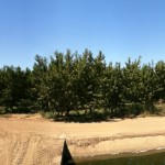 orchardpano