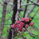 bud swellweb