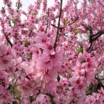 peach-blossom