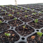 seedlings